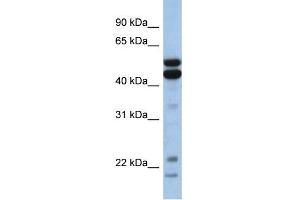 WB Suggested Anti-NFIL3 Antibody Titration: 0.