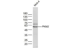 Molt-4 lysates probed with PKM2 Polyclonal Antibody, Unconjugated  at 1:300 dilution and 4˚C overnight incubation. (PKM2 Antikörper  (AA 51-150))