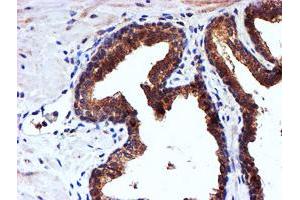 Image no. 1 for anti-NADH Dehydrogenase (Ubiquinone) Complex I, Assembly Factor 7 (NDUFAF7) antibody (ABIN1499667) (NDUFAF7 Antikörper)