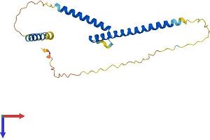 MXD4 Protein (AA 1-209) (His tag)