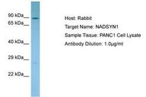Image no. 1 for anti-NAD Synthetase 1 (NADSYN1) (C-Term) antibody (ABIN6750122) (NADSYN1 Antikörper  (C-Term))