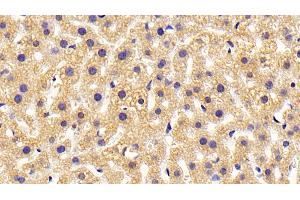 Detection of HRH4 in Mouse Liver Tissue using Polyclonal Antibody to Histamine Receptor H4 (HRH4) (HRH4 Antikörper)