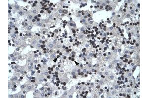 SMARCB1 antibody was used for immunohistochemistry at a concentration of 4-8 ug/ml to stain Liver cells (arrows) in Human Liver. (SMARCB1 Antikörper  (N-Term))
