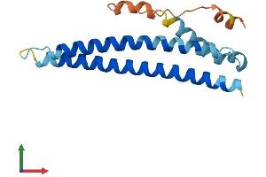 AlphaFold protein structure predicition of Human Recombinant WHAMMP3 Protein, UniprotID Q1A5X7