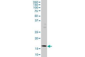 Western Blotting (WB) image for anti-Inhibitor of DNA Binding 3, Dominant Negative Helix-Loop-Helix Protein (ID3) (AA 1-83) antibody (ABIN561414)