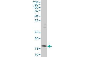 ID3 monoclonal antibody (M01), clone 4G1 Western Blot analysis of ID3 expression in HeLa . (ID3 Antikörper  (AA 1-83))