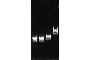 Polymerase Chain Reaction (PCR) image for T4 SSB (Active) protein (ABIN2452207)