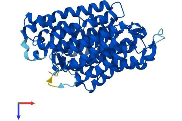Mitochondrially Encoded NADH Dehydrogenase 4 (MT-ND4) (AA 1-459) protein (His tag)