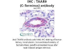 Image no. 1 for anti-Trace Amine Associated Receptor 9 (TAAR9) (C-Term) antibody (ABIN1739870) (TAAR9 Antikörper  (C-Term))