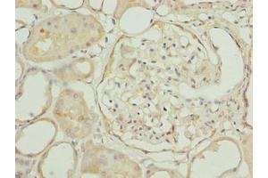Immunohistochemistry of paraffin-embedded human kidney tissue using ABIN7151945 at dilution of 1:100