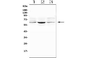 Western blot analysis of SMOX using anti-SMOX antibody (ABIN7601652).