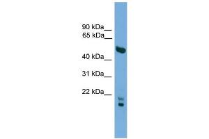WB Suggested Anti-OMG Antibody Titration:  0. (OMG Antikörper  (N-Term))