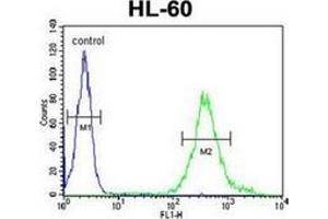 Flow cytometric analysis of HL-60 cells using METT11D1 Antibody (N-term) Cat. (METTL17 Antikörper  (N-Term))