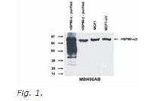 Western Blotting (WB) image for anti-Heat Shock Protein 90kDa alpha (Cytosolic), Class A Member 1 (HSP90AA1) (N-Term) antibody (ABIN614807) (HSP90AA1 Antikörper  (N-Term))
