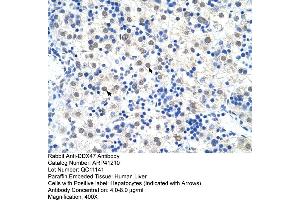 Rabbit Anti-DDX47 Antibody  Paraffin Embedded Tissue: Human Liver Cellular Data: Hepatocytes Antibody Concentration: 4. (DDX47 Antikörper  (C-Term))