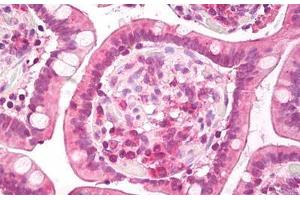 Anti-c-Met antibody IHC staining of human small intestine. (c-MET Antikörper  (AA 1316-1365))