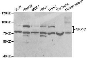 Western blot analysis of extracts of various cell lines, using SRPK1 antibody. (SRPK1 Antikörper)