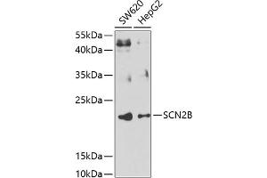 Western blot analysis of extracts of various cell lines, using SCN2B antibody (ABIN6130716, ABIN6147437, ABIN6147438 and ABIN6223657) at 1:1000 dilution. (SCN2B Antikörper  (AA 30-160))