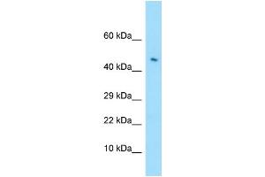 WB Suggested Anti-LILRA4 Antibody Titration: 1. (LILRA4 Antikörper  (C-Term))