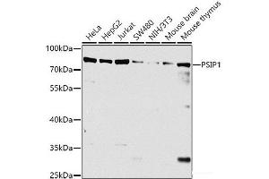 Western blot analysis of extracts of various cell lines using PSIP1 Polyclonal Antibody at dilution of 1:1000. (PSIP1 Antikörper)