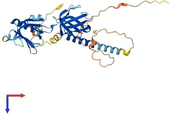 DOK4 Protein (AA 1-325) (His tag)