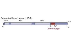 Image no. 3 for anti-Hypoxia Inducible Factor 1, alpha Subunit (Basic Helix-Loop-Helix Transcription Factor) (HIF1A) (AA 610-727) antibody (ABIN968275) (HIF1A Antikörper  (AA 610-727))