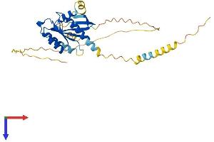 REM1 Protein (AA 1-298) (His tag)