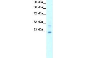 Human HepG2; WB Suggested Anti-CLDN9 Antibody Titration: 2. (Claudin 9 Antikörper  (C-Term))