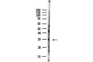 anti-MAD2 Mitotic Arrest Deficient-Like 1 (Yeast) (MAD2L1) (Internal Region) antibody