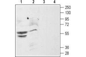 Western blot analysis of rat (lanes 1 and 3) and mouse (lanes 2 and 4) brain membranes: - 1,2. (CXCR4 Antikörper  (Extracellular, N-Term))