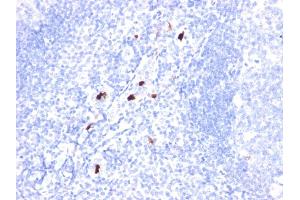 Formalin-fixed, paraffin-embedded human Tonsil stained with Myeloid Specific Monoclonal Antibody (BM-1). (Myeloid Cell Marker (Macrophage / Granulocyte Marker) Antikörper)