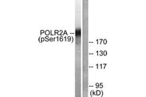 Western blot analysis of extracts from COS7 cells treated with EGF 200ng/ml 30', using POLR2A (Phospho-Ser1619) Antibody. (POLR2A/RPB1 Antikörper  (pSer1619))