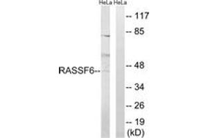 Western Blotting (WB) image for anti-Ras Association Domain-Containing Protein 6 (RASSF6) (AA 129-178) antibody (ABIN2890570) (RASSF6 Antikörper  (AA 129-178))