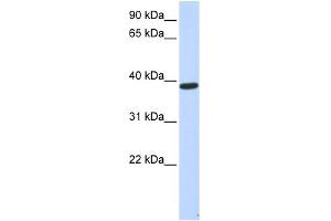 WB Suggested Anti-PPP1R7 Antibody Titration: 0.