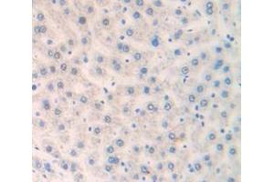 IHC-P analysis of Rat Tissue, with DAB staining. (FRS2 Antikörper  (AA 268-453))