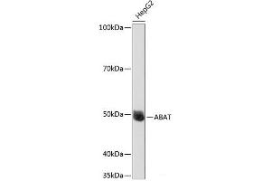 Western blot analysis of extracts of HepG2 cells using ABAT Polyclonal Antibody at dilution of 1:1000. (ABAT Antikörper)