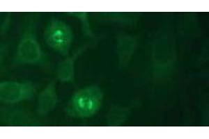 Immunofluorescence (IF) image for anti-Kinesin Family Member 11 (KIF11) (AA 1-1056), (N-Term) antibody (ABIN1449287) (KIF11 Antikörper  (N-Term))
