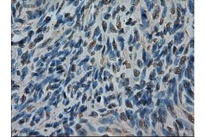 Immunohistochemical staining of paraffin-embedded kidney using anti-AMY2A (ABIN2452539) mouse monoclonal antibody (AMY2A Antikörper  (AA 300-511))