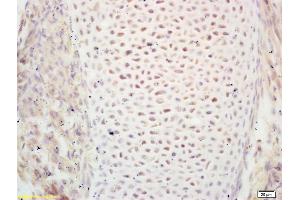 Formalin-fixed and paraffin embedded mouse embryo labeled with Rabbit Anti PIWIL1/Miwi Polyclonal Antibody, Unconjugated (ABIN671631) at 1:200 followed by conjugation to the secondary antibody and DAB staining (PIWIL1 Antikörper  (AA 551-650))