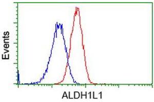 Image no. 3 for anti-Aldehyde Dehydrogenase 1 Family, Member L1 (ALDH1L1) antibody (ABIN1496583) (ALDH1L1 Antikörper)