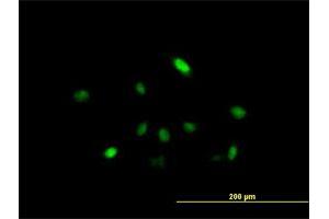 Immunofluorescence of purified MaxPab antibody to ARIH2 on HeLa cell. (ARIH2 Antikörper  (AA 1-493))