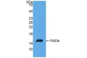 Western blot analysis of recombinant Human INHbC. (INHBC Antikörper  (AA 236-352))