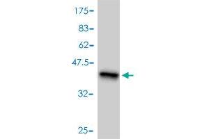 Western Blot detection against Immunogen (37. (CrkL Antikörper  (AA 204-303))