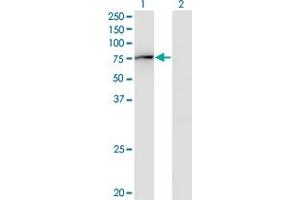 Western Blot analysis of GBP2 expression in transfected 293T cell line by GBP2 monoclonal antibody (M03), clone 2A10. (GBP2 Antikörper  (AA 1-481))