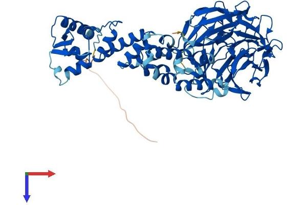 KLHL3 Protein (AA 1-587) (His tag)