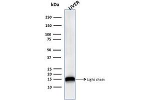 Western Blot Analysis of human Liver tissue lysate using Cathepsin D Mouse Monoclonal Antibody (CTSD/3276). (Cathepsin D Antikörper  (AA 104-250))