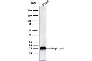 Western Blot Analysis of human Liver tissue lysate using Cathepsin D Mouse Monoclonal Antibody (CTSD/3276).