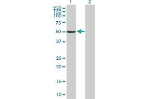Western Blot analysis of BAG5 expression in transfected 293T cell line by BAG5 MaxPab polyclonal antibody. (BAG5 Antikörper  (AA 1-447))