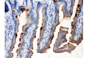 Anti- MASPIN Picoband antibody, IHC(P) IHC(P): Mouse Intestine Tissue