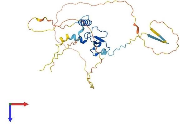 PHF13 Protein (AA 1-296) (His tag)